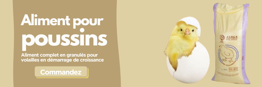 Aliment pour poussins