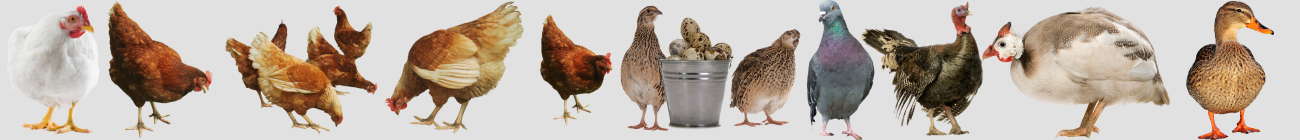 Aliments pour volailles