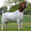 Boer Goat