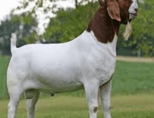 Boer Goat