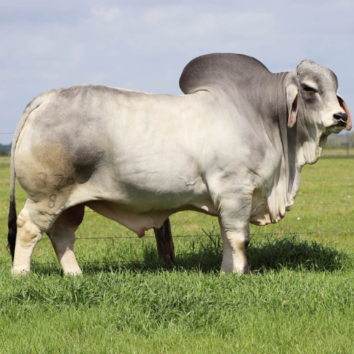 Brahman
