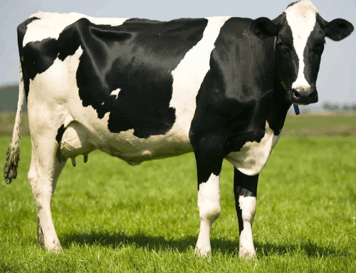 Holstein - Race laitière