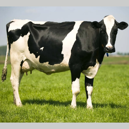 Holstein - Race laitière