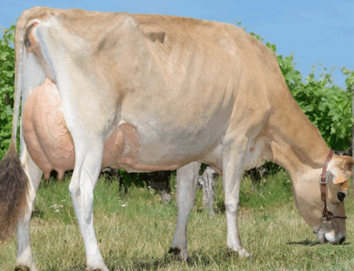 Jersiaise - Race laitière