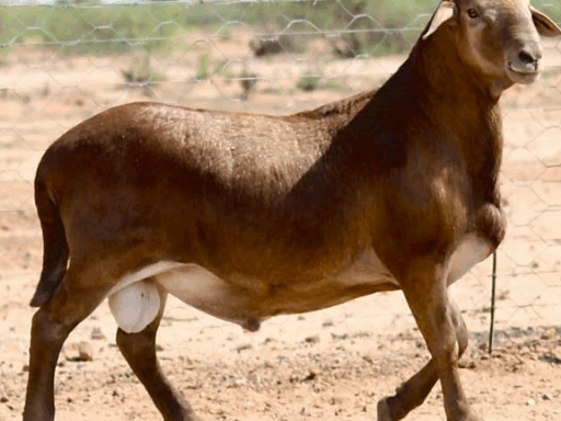 Meatmaster - Bélier & Brebis
