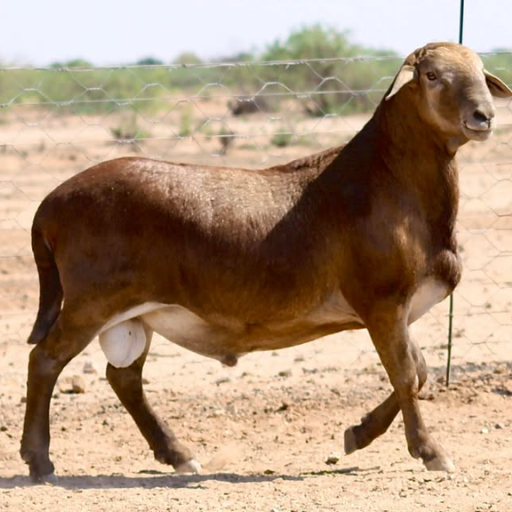 Meatmaster - Bélier & Brebis