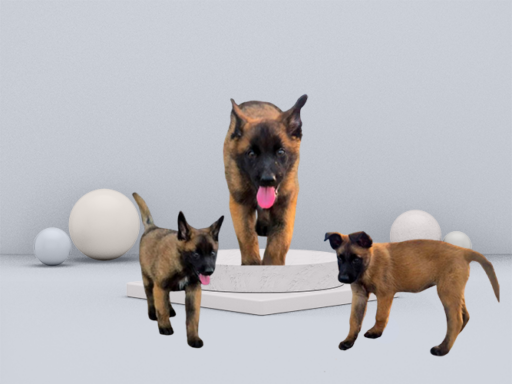 Chiots Malinois à vendre