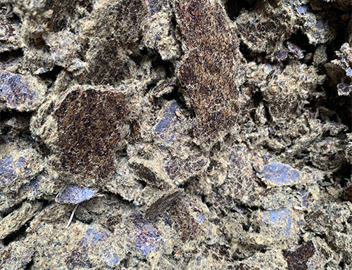 Tourteau de coton (Corail)